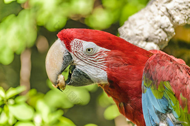 厄瓜多尔的鹦鹉在动物园,瓜亚基尔瓜亚基尔湾,厄瓜多尔