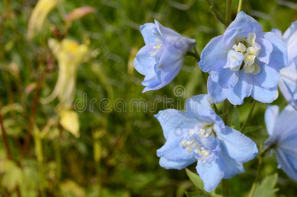 光蓝色飞燕草花