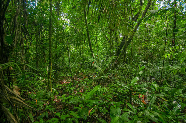 里面的关于指已提到的人亚马逊河区的印第安人<strong>丛林</strong>,环<strong>境</strong>关于密集的植物