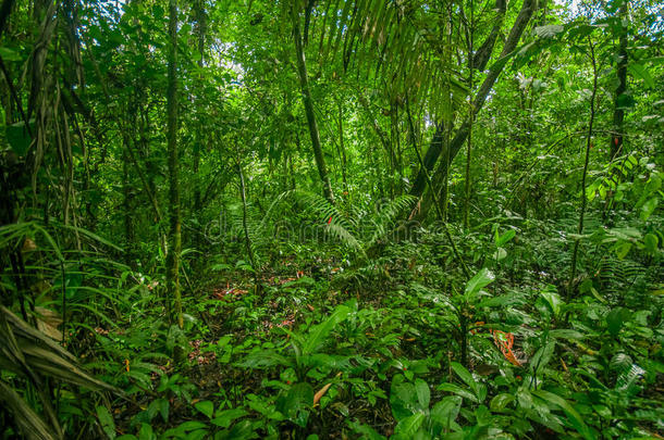 里面的关于指已提到的人亚马逊河区的印第安人丛林,环境关于密集的植物