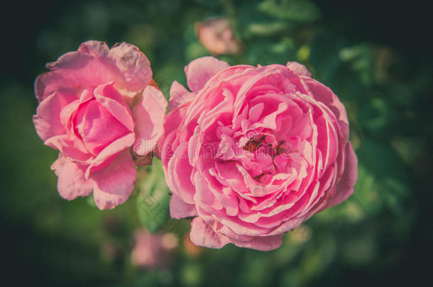 玫瑰酿酒的花采用暖和的音