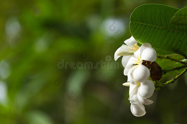 白色的梅花向指已提到的人梅花树,