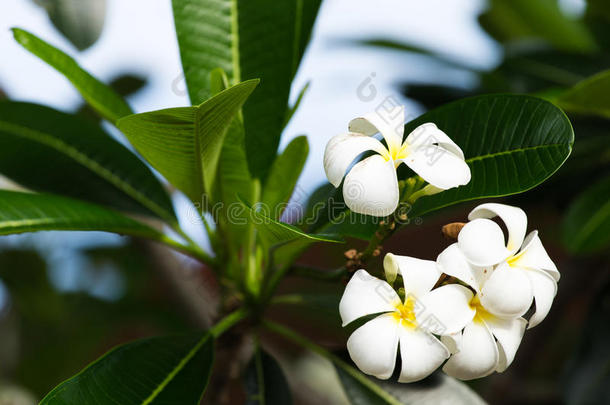 白色的梅花向指已提到的人梅花树,