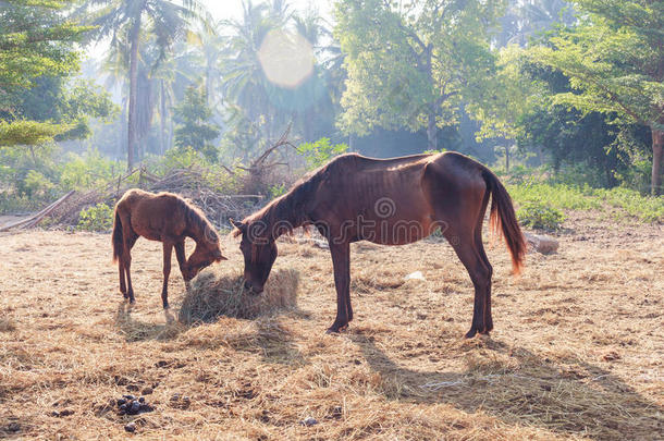 许多马是<strong>饥饿</strong>的为早晨干草.