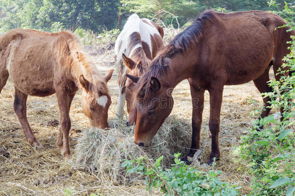 许多马是饥饿的为早晨干草.