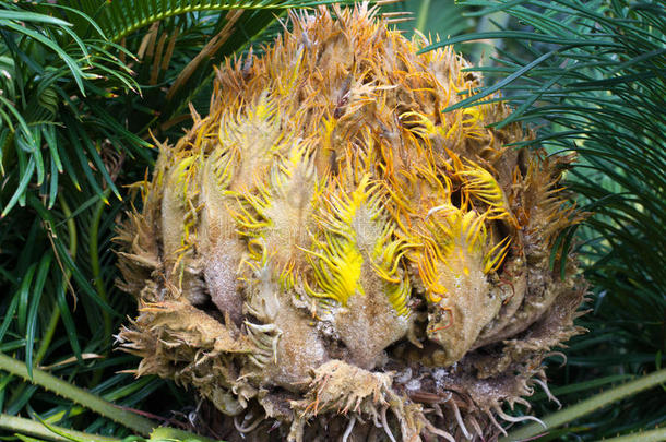 巨口线虫Miquelii.亚热带的苏铁类常绿植物手掌喜欢植物
