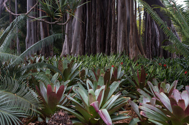 关照片关于凤梨科<strong>植物植物</strong>和无花果属<strong>植物</strong>.得心应手<strong>植物</strong>.宏指令