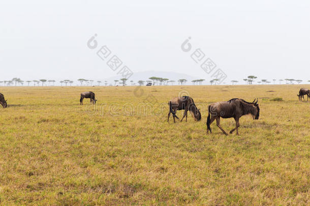 野生动物放牧采用无树大草原在非洲