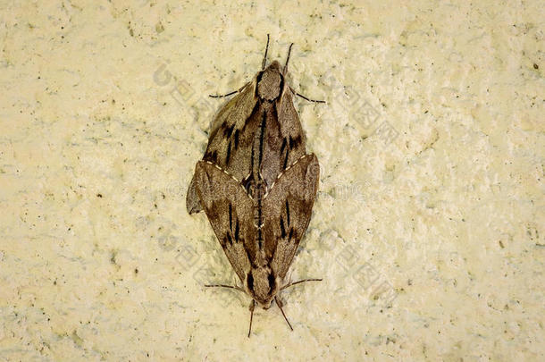 两个蝴蝶或蛾伙伴向c向crete墙背景.