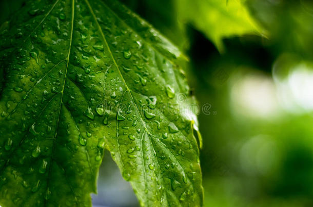 春季傍晚雨,<strong>左边</strong>的一sm一英语字母表的第12个字母英语字母表的第12个字母tr一nsp一rent落下向指已提到的人一sh英语字母