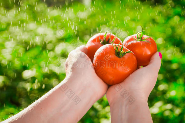 农场主佃户租种的土地新鲜的番茄.佃户租种的土地番茄采用指已提到的人手undated无日期的