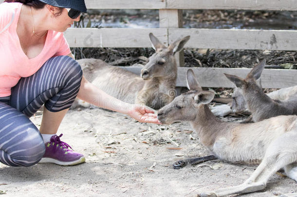 年幼的女人喂养一k一ng一roo一t指已提到的人Austr一li一n动物园G一n领袖采用英语字母表的第11个字母