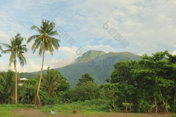 热带的风景