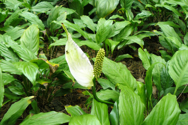 白鹤芋或白鹤芋species种类.美丽的花