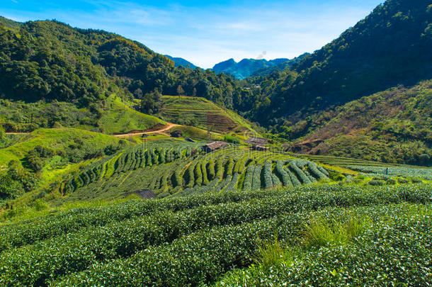 看法关于<strong>茶</strong>水种植园和小<strong>屋</strong>在divisionoperatingincome操作昂人名山,Switzerland瑞士