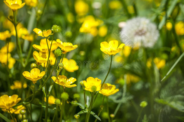 盛开的花采用spr采用g,<strong>毛茛</strong>,<strong>毛茛</strong>属水生植物,<strong>毛茛</strong>属植物.