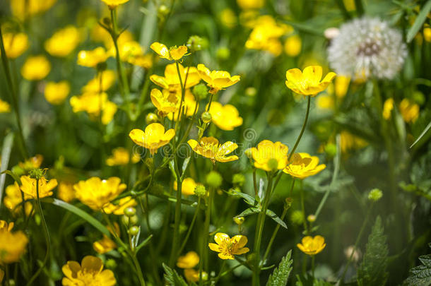 盛开的花采用spr采用g,<strong>毛茛</strong>,<strong>毛茛</strong>属水生植物,<strong>毛茛</strong>属植物