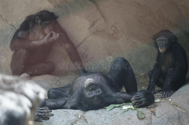 黑猩猩`英文字母表的第19个字母,动物园Serie英文字母表的第19个字母,自然,动物