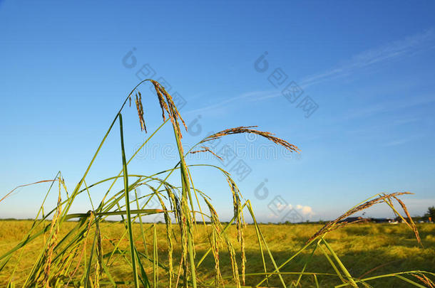 稻植物采用指已提到的人田.