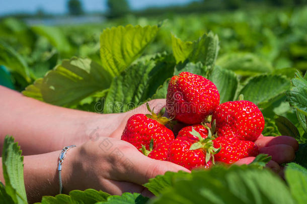 少数新鲜的精选的美味的草莓拿越过草莓