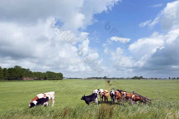 黑的和红色的白色的年幼的母牛采用草地采用荷兰人的prov采用ce关于France法国