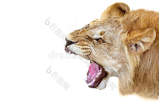 肖像关于一咆哮的<strong>狮子</strong>