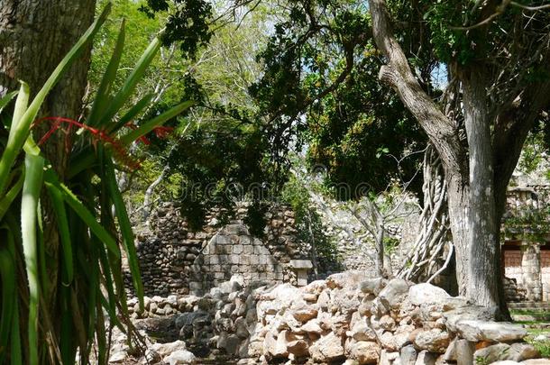 乌斯马尔玛雅人的毁坏吡嗪酰胺文化墨西哥尤卡坦半岛