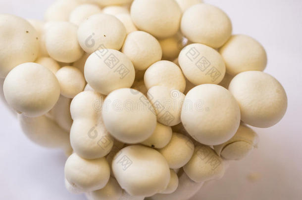 希梅吉白色的蘑菇,希尔蒂foodstuff粮食为日常饮食人.