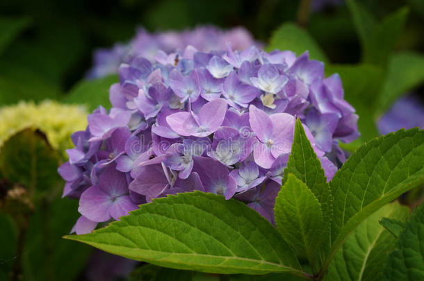 便士雨衣,八仙花属雨衣rophylla