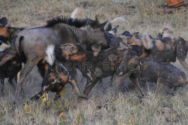 一群关于野生的公狗攻击一羚羊的一种
