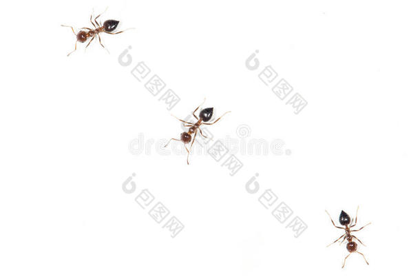 蚂蚁向一白色的w一ll.关