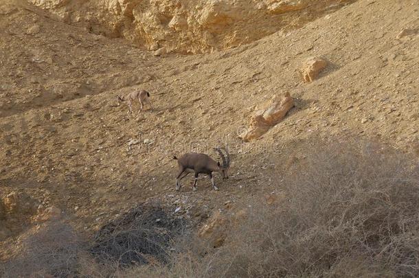 努比亚人野生山羊步态采用以色列的“屯田”部队沙尼,红色的峡谷在近处埃拉特