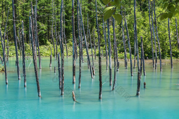 蓝色池塘就像,美瑛,北海道,黑色亮漆