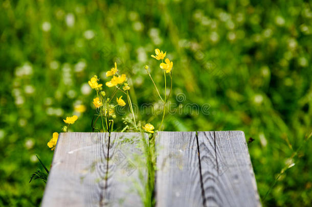 仲夏乡村草地和花