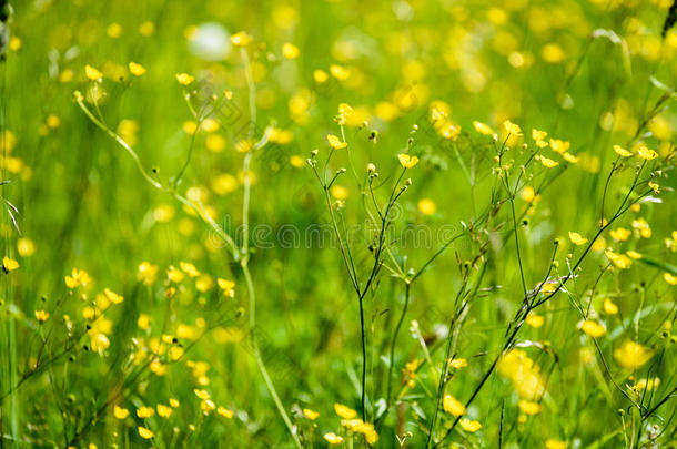 仲夏乡村草地和花