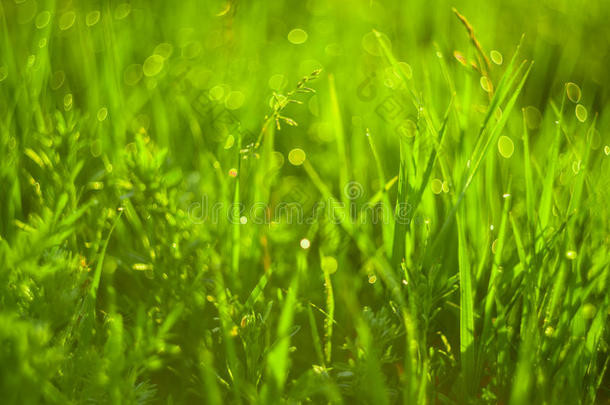 绿色的草和落下关于早晨水珠