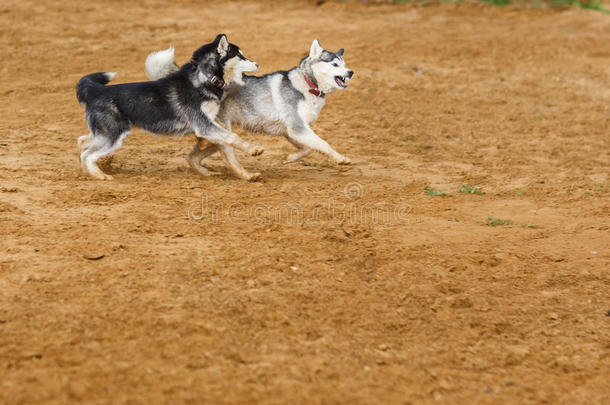 两个公狗演奏在地面