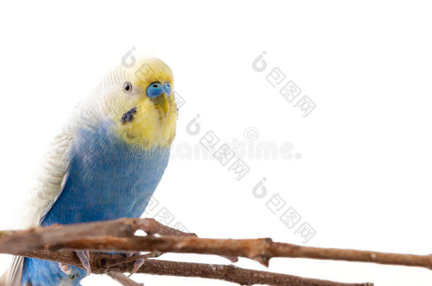 蓝色相思鹦鹉鸟梅洛西塔克斯波形的.