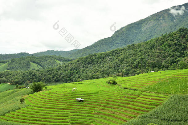 绿色的台地的稻田在爸<strong>发出</strong>的<strong>响声</strong>piangendo悲哀的村民