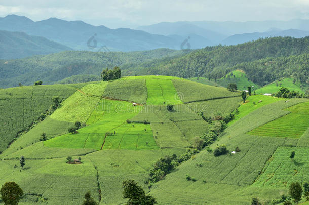 农业的风景和绿色的田向小山