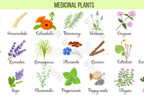 大的放置关于医学的植物.缬草,芦荟很,薰衣草,呼气正压坪