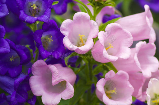 蓝色钟花,紫色的钟花.美丽的春季后座