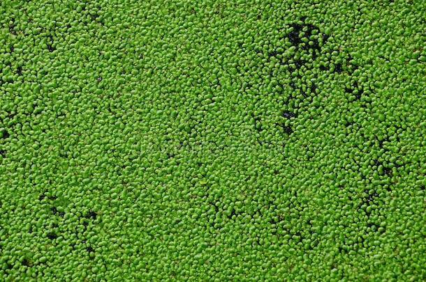绿色的花的背景和浮萍向指已提到的人湖