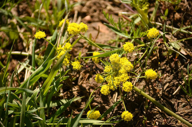 <strong>山西</strong>芹假鳞翅目(Pseudocymopterus)蒙塔纳斯