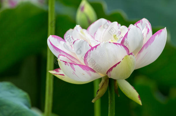 佛莲花花特写镜头