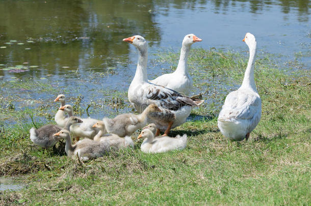 一兽群关于goose的复数形式所有一休息在旁边指已提到的人池塘