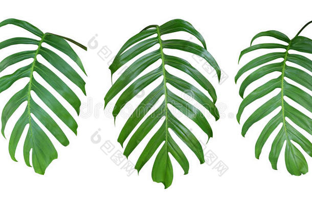 蓬莱蕉植物树叶,指已提到的人热带的常绿植物藤隔离的向wickets三柱门