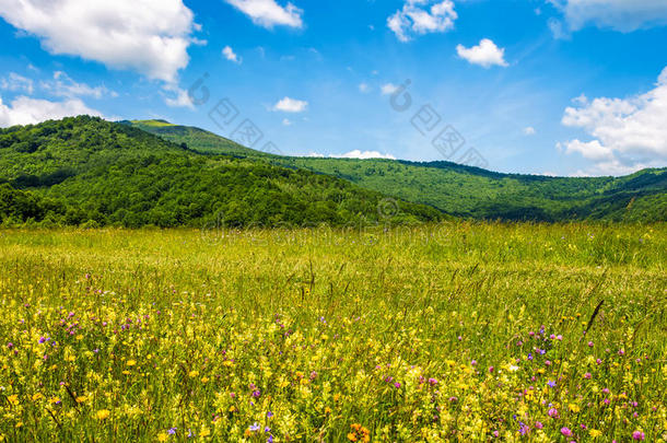 田和野生的草本植物采用夏mounta采用风景