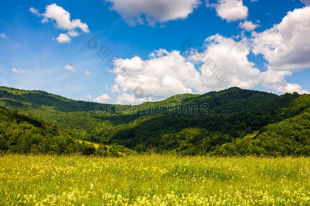 田和野生的草本植物采用夏mounta采用风景