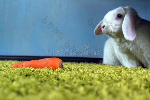 白色的家饥饿的兔子
